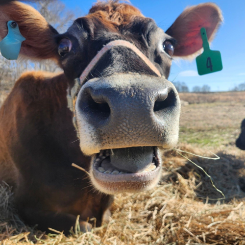 Farm Photographer